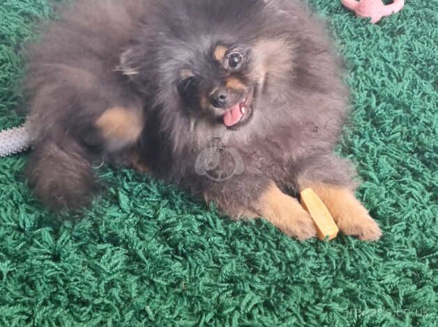 Pomeranian puppies for sale in Harlow, Essex – 1 year old - Image 5 of 5