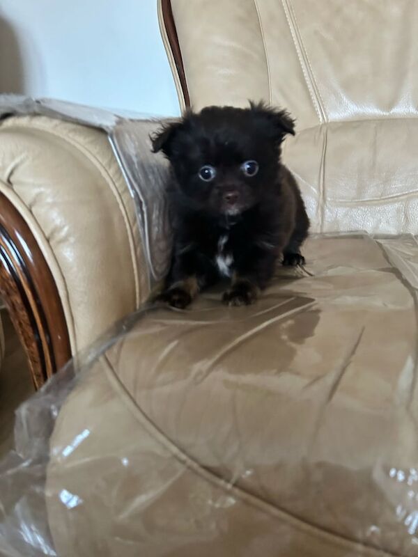 teddy bear pomeranian x yorkie poo - Image 3 of 3