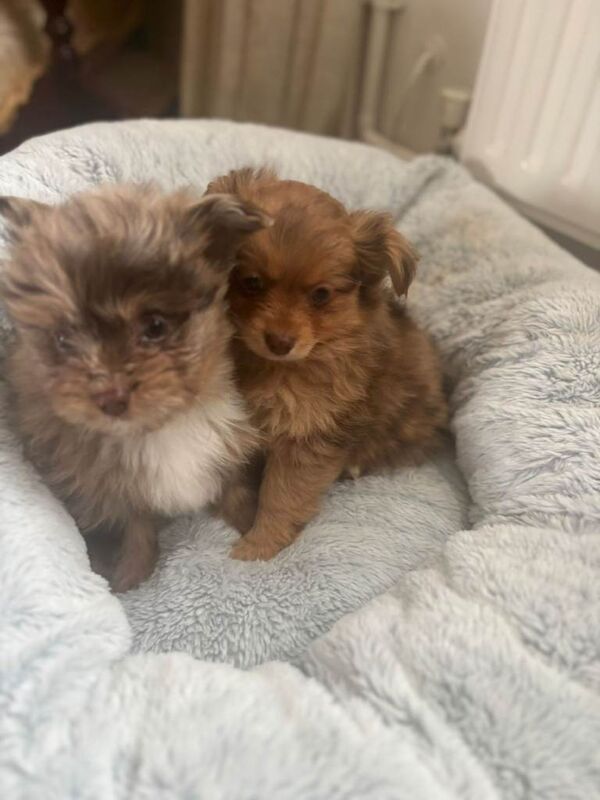 Teddy bear pomeranian x yorkiepoo pups
