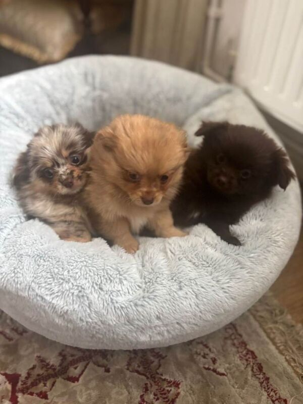 Teddy bear pomeranian x yorkiepoo pups - Image 2 of 6