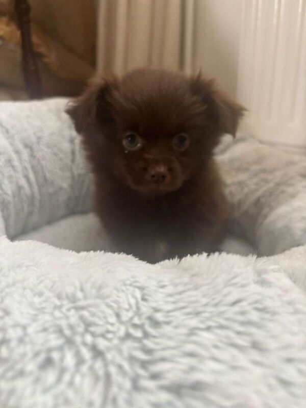 Teddy bear pomeranian x yorkiepoo pups - Image 3 of 6