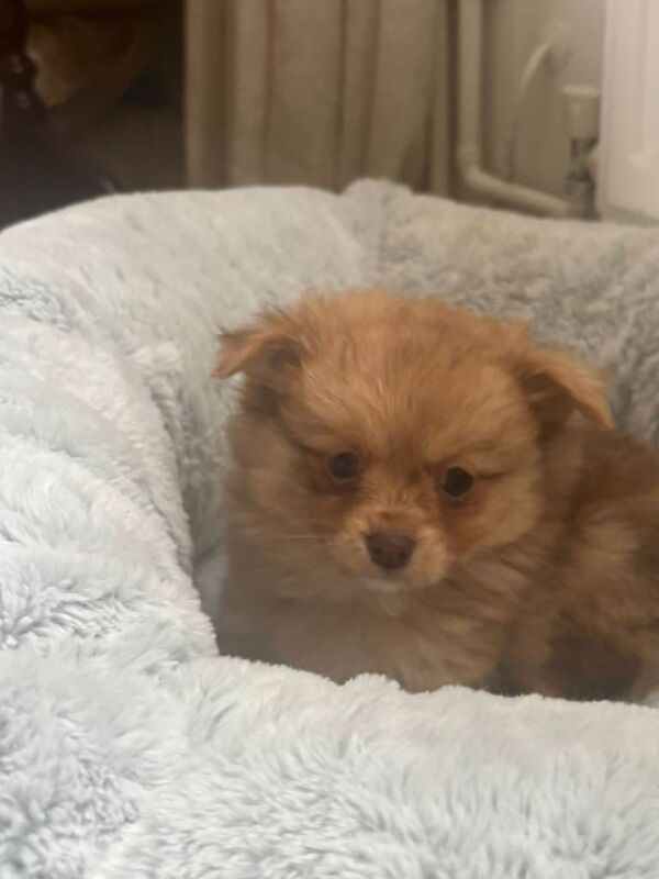 Teddy bear pomeranian x yorkiepoo pups - Image 4 of 6