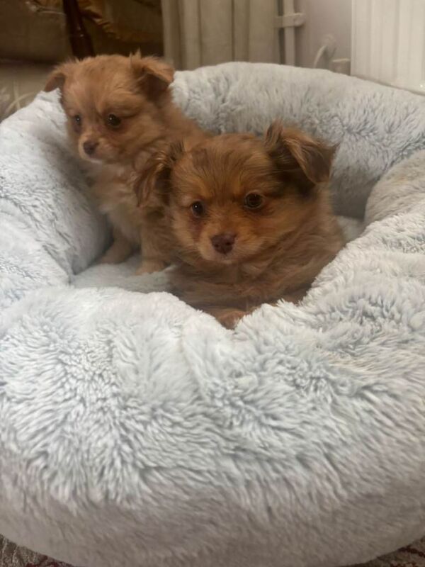 Teddy bear pomeranian x yorkiepoo pups - Image 5 of 6