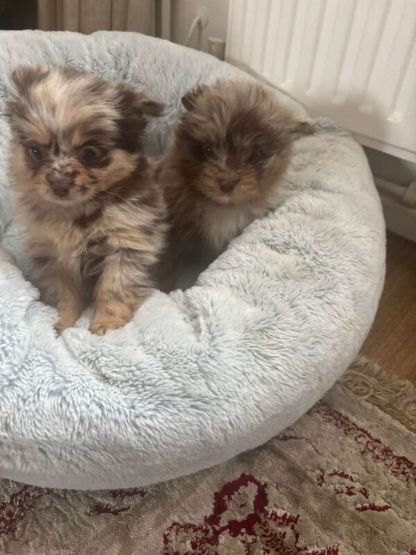 Teddy bear pomeranian x yorkiepoo pups - Image 6 of 6