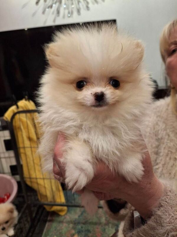 Pomeranian Puppies For Sale