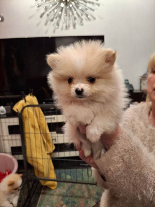 Teddy Bear Pomeranians - Image 2 of 6