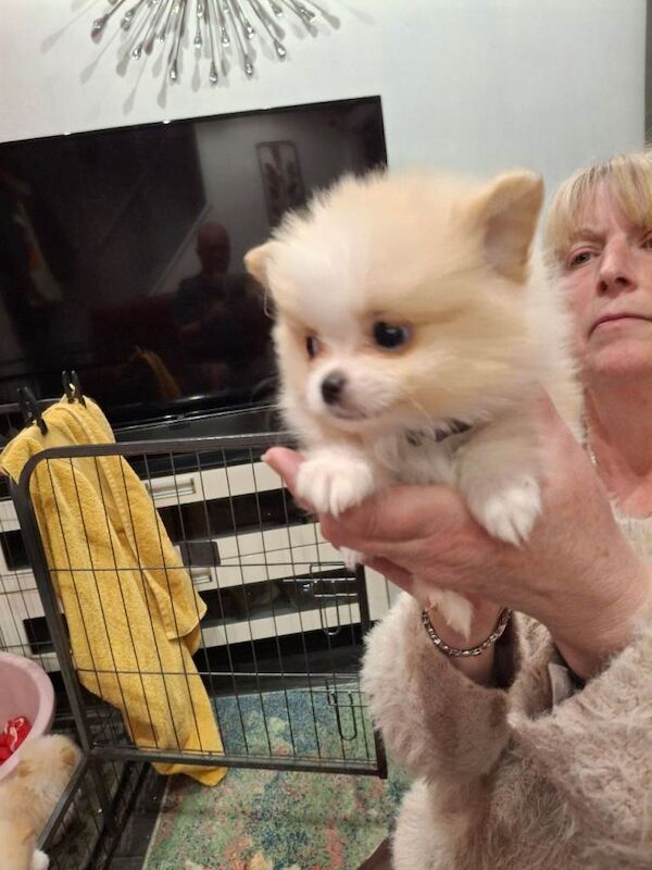 Teddy Bear Pomeranians - Image 3 of 6