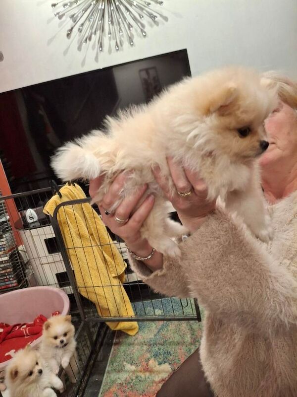 Teddy Bear Pomeranians - Image 4 of 6