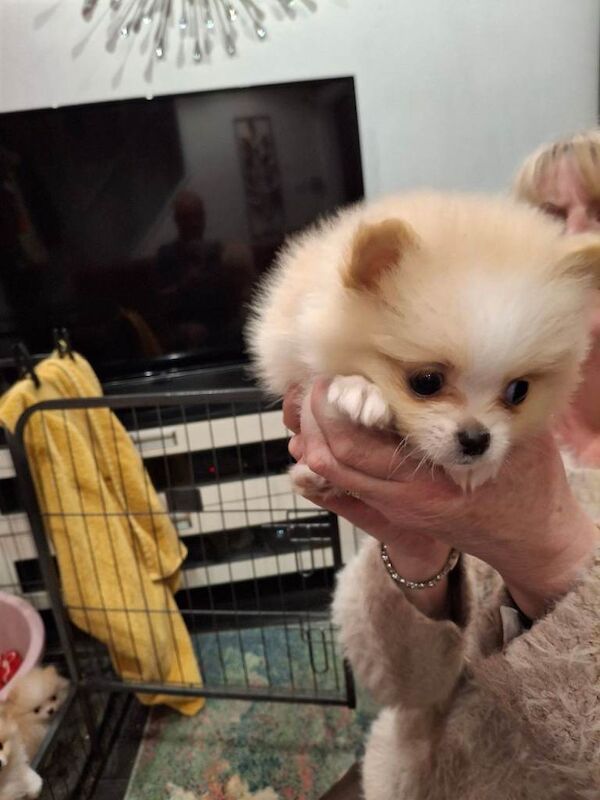Teddy Bear Pomeranians - Image 5 of 6