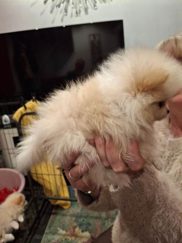Teddy Bear Pomeranians - Image 6 of 6