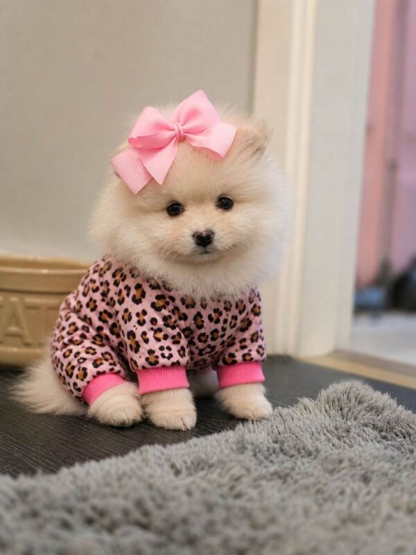Teddy bear super tiny Girl pure breed