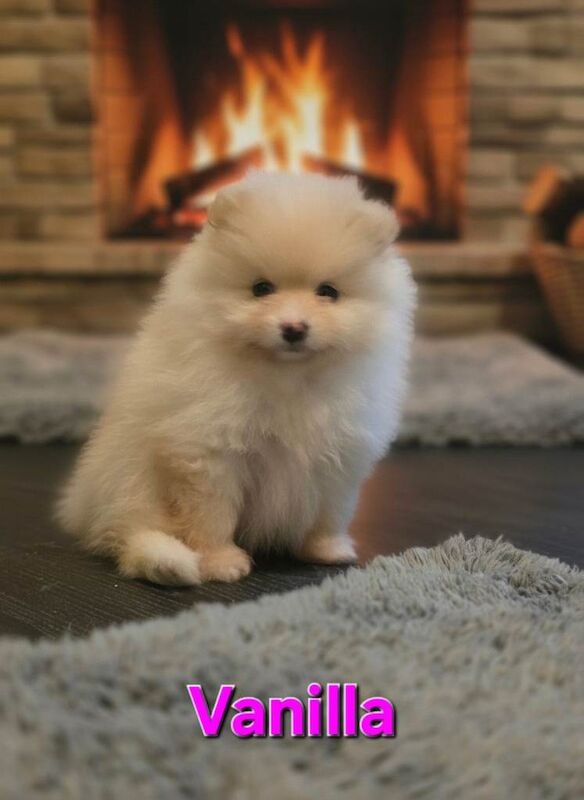 Teddy bear super tiny Girl pure breed - Image 2 of 4
