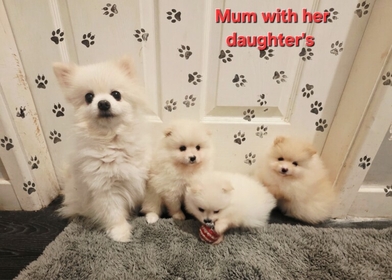 Teddy bear super tiny Girl pure breed - Image 3 of 4