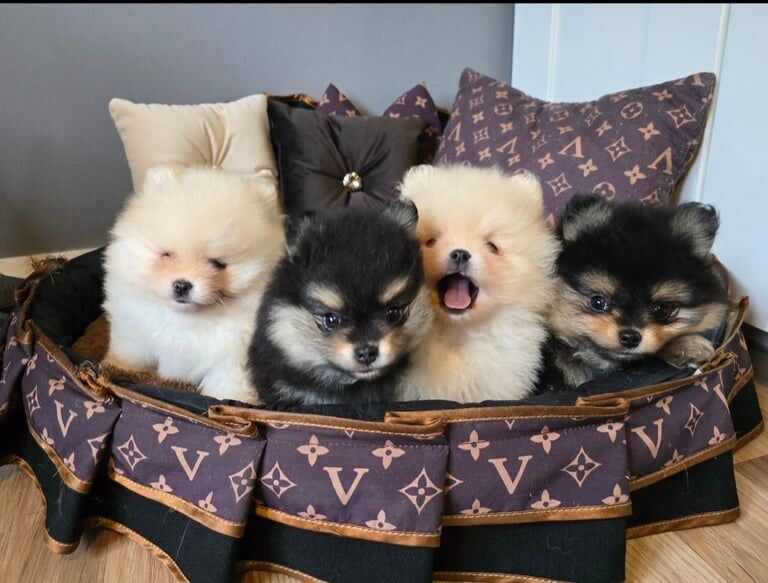 Teddy bear*pomeranian puppies KC*Registered for sale in Clydebank, Dunbartonshire