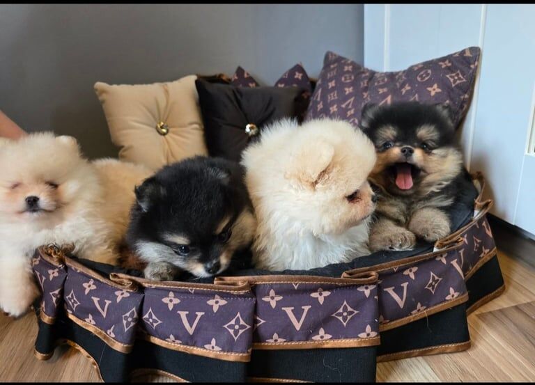 Teddy bear*pomeranian puppies KC*Registered for sale in Clydebank, Dunbartonshire | Image 2