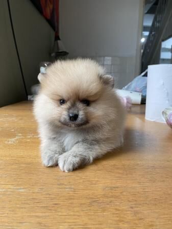 Teddy face Pomeranian puppies for sale in Upper Walthamstow, Waltham Forest, Greater London