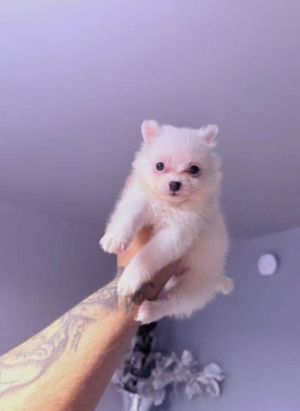 Pomeranian Puppies For Sale