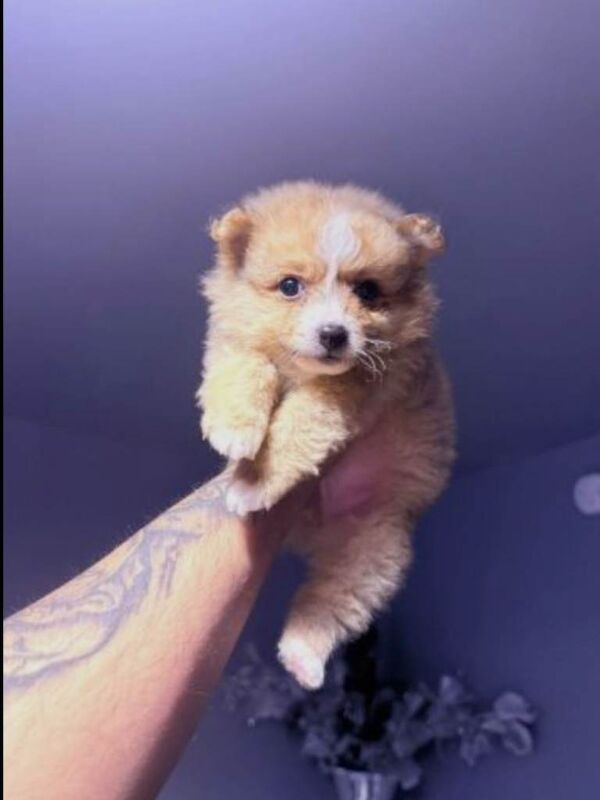Teddy Face Pomeranian Puppies - Image 2 of 4