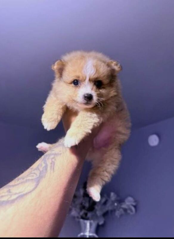 Teddy Face Pomeranian Puppies - Image 3 of 4