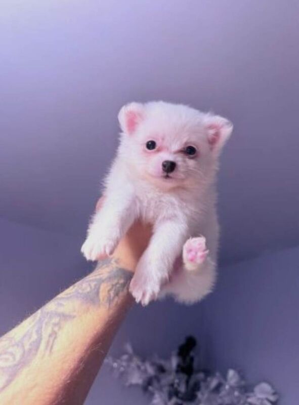 Teddy Face Pomeranian Puppies - Image 4 of 4