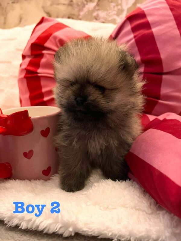 Pomeranian Puppies For Sale