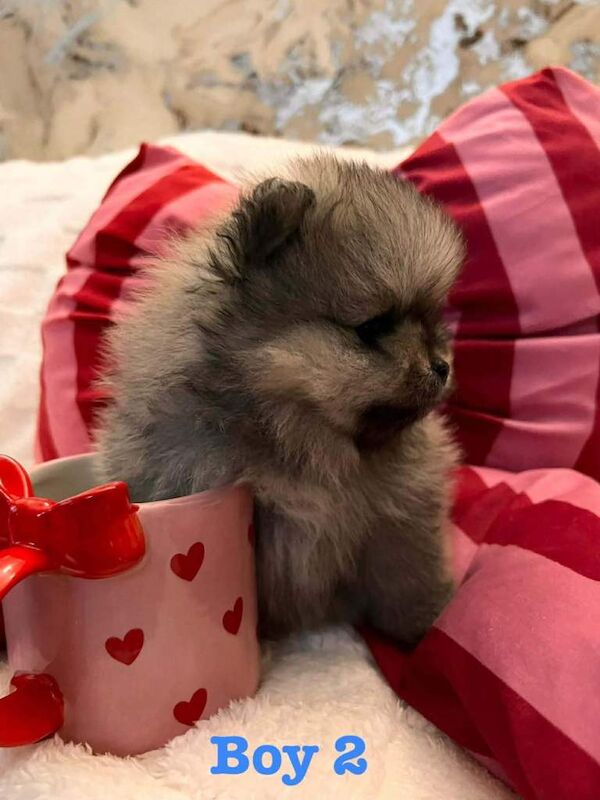 Pomeranian puppies for sale in Shaw, Manchester – 7 weeks old - Image 2 of 5