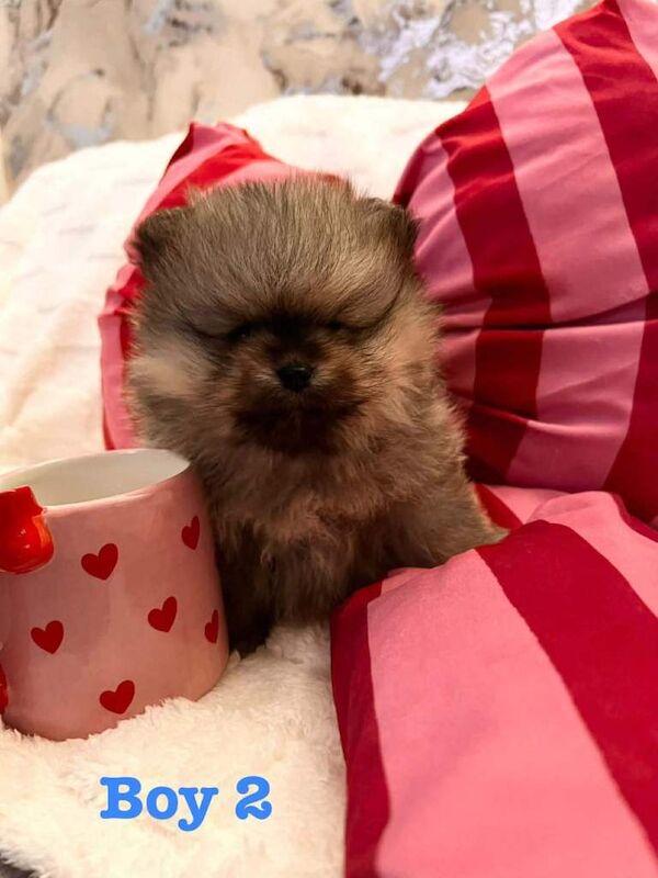 Pomeranian puppies for sale in Shaw, Manchester – 7 weeks old - Image 3 of 5