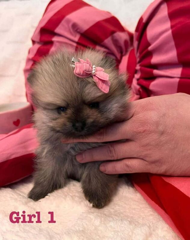 Pomeranian puppies for sale in Shaw, Manchester – 7 weeks old - Image 4 of 5