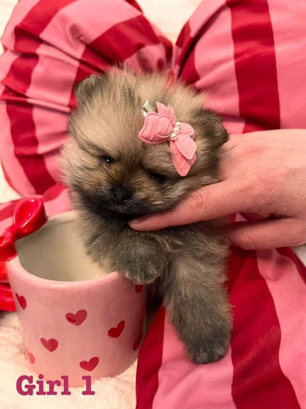 Pomeranian puppies for sale in Shaw, Manchester – 7 weeks old - Image 5 of 5