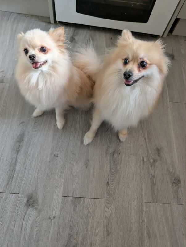 Pomeranian Puppies For Sale