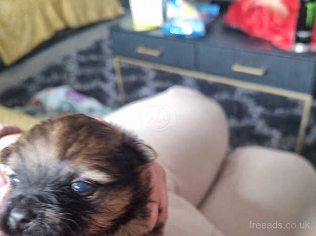 Pomeranian puppies for sale in Newark, Orkney – 1 year old - Image 2 of 5