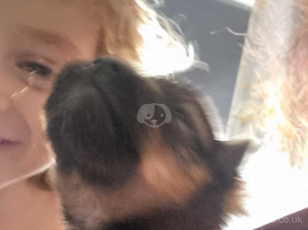 Pomeranian puppies for sale in Newark, Orkney – 1 year old - Image 3 of 5