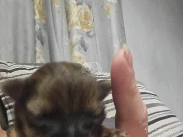 Pomeranian puppies for sale in Newark, Orkney – 1 year old - Image 4 of 5