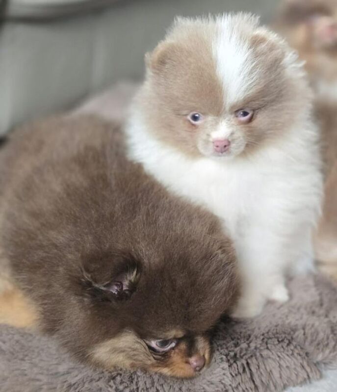 Pomeranian Puppies For Sale