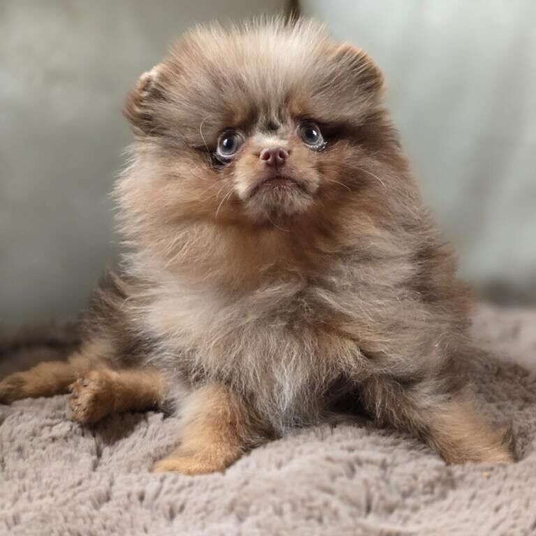 Teddy Pomeranian puppies - Image 2 of 3