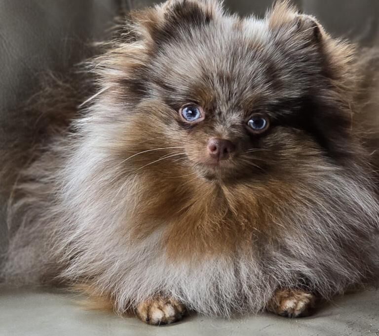 Teddy Pomeranian puppies - Image 3 of 3