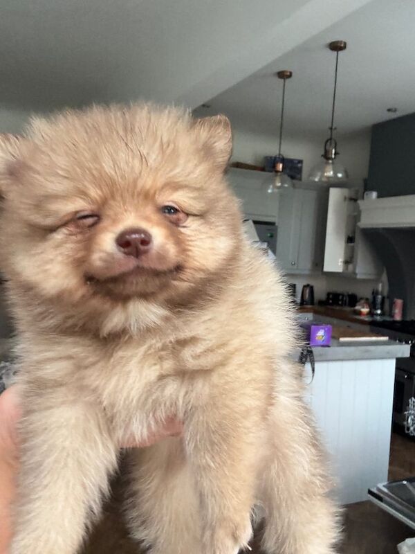 Teddy Pomeranian pups ready to go in two weeks for sale in Crosby, Merseyside