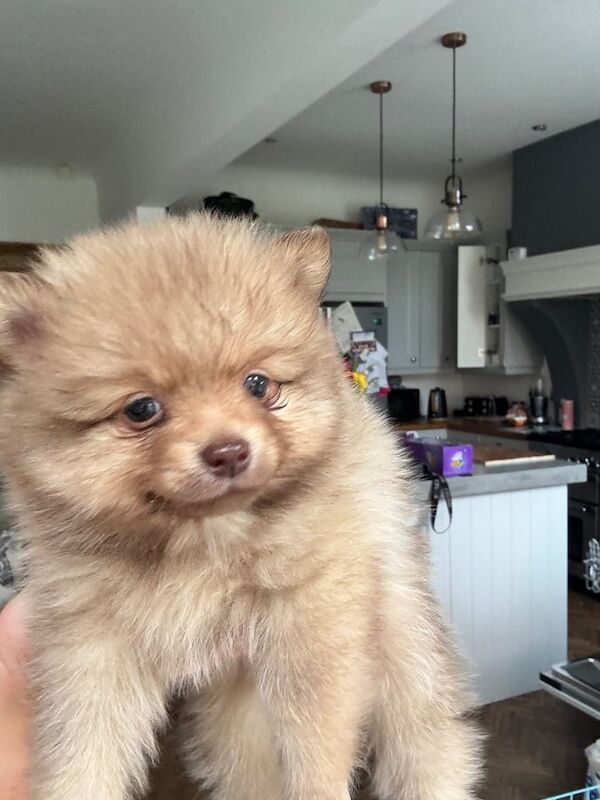 Teddy Pomeranian pups ready to go in two weeks for sale in Crosby, Merseyside | Image 2