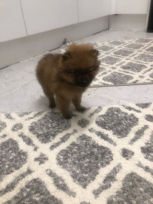 Pomeranian puppies for sale in London, Greater London – 1 year old - Image 3 of 3