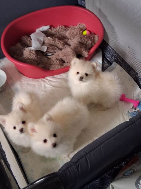 Pomeranian puppies for sale in Kimberley, Nottinghamshire – 9 weeks old