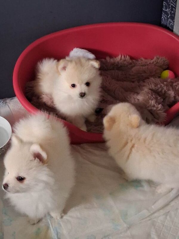 Teddy pommeranian puppies - Image 2 of 5