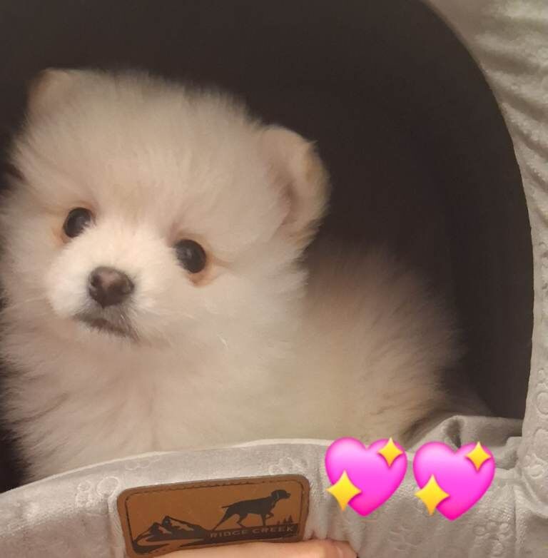 Teddy pommeranian puppies - Image 4 of 5