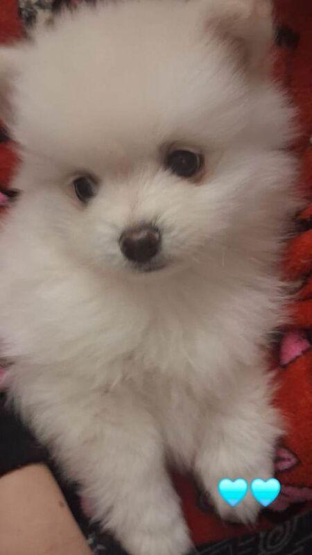 Teddy pommeranian puppies - Image 5 of 5