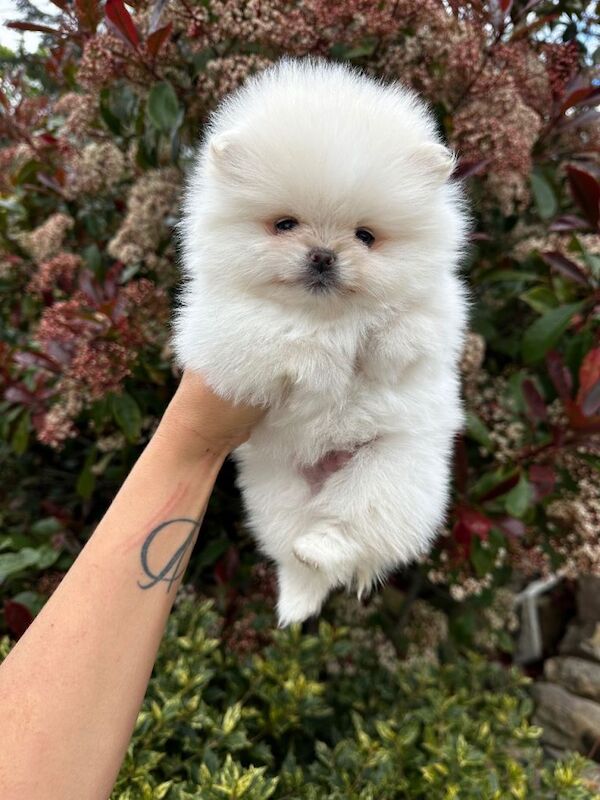 Teddybear Pomeranians