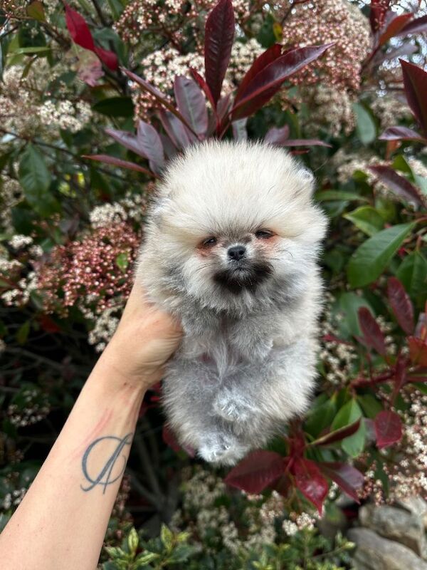 Teddybear Pomeranians - Image 2 of 4