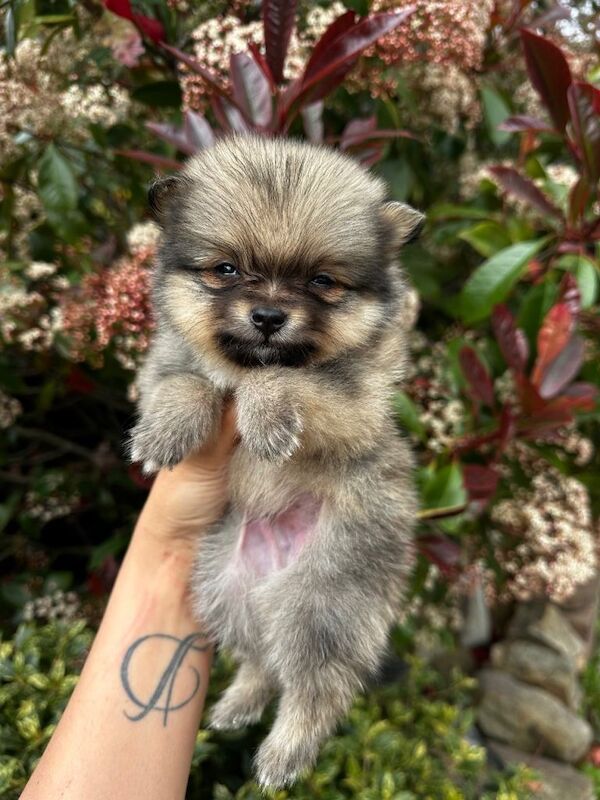 Teddybear Pomeranians - Image 3 of 4