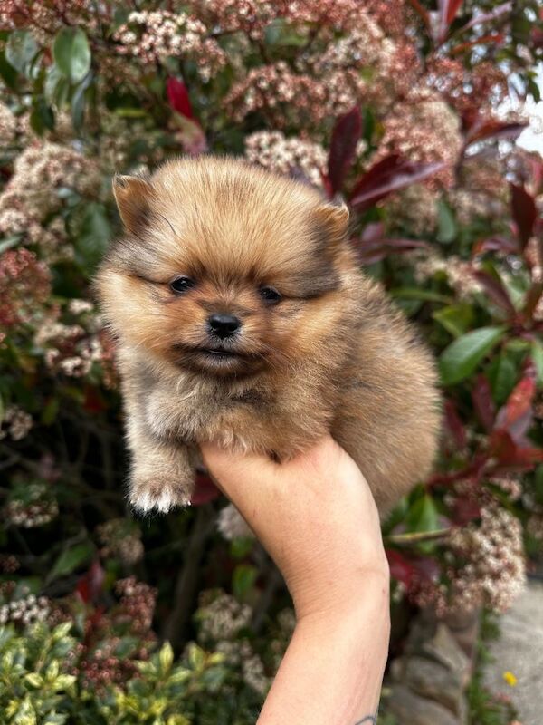 Teddybear Pomeranians - Image 4 of 4