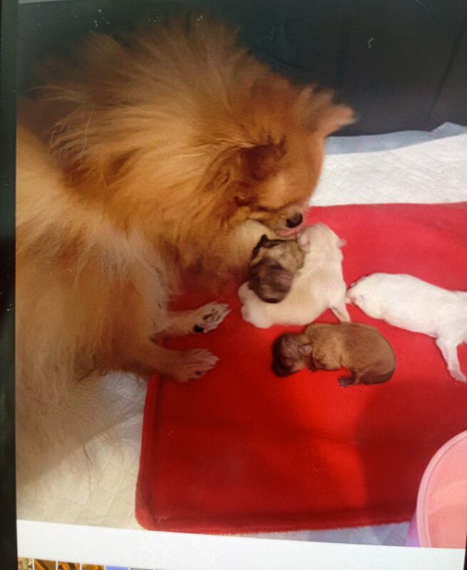 Pomeranian puppies for sale in Worthing, West Sussex – KC registered, 11 months old - Image 2 of 3