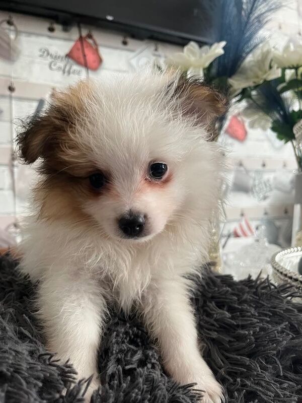 Pomeranian puppies for sale in Plymouth, Devon – 8 weeks old