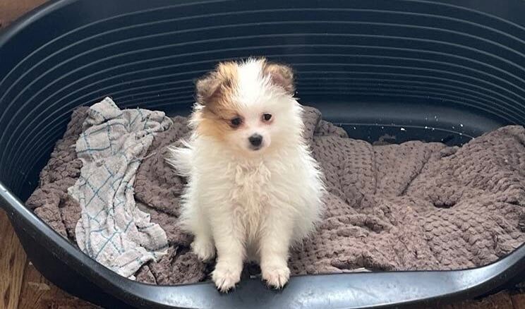 Pomeranian puppies for sale in Plymouth, Devon – 8 weeks old - Image 2 of 3